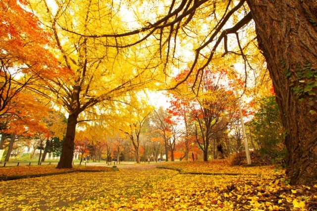 群馬県での紅葉スポットまとめ 見頃やライトアップ状況や穴場も載っています ホームセンター社員の日常