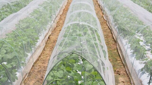 プランター 防虫 ネット 水 やり