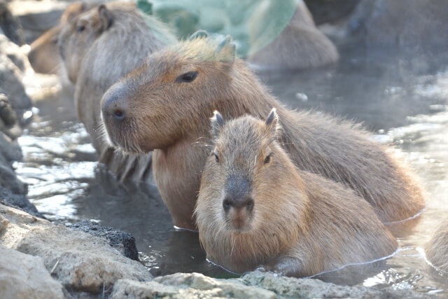 カピバラの可愛い姿まとめ 性格おっとり しっぽが可愛いです ホームセンター社員の日常 カピバラの可愛い姿まとめ 性格おっとり しっぽが可愛いです ホームセンター社員の日常