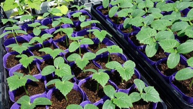 きゅうり苗の品質を実際に育てて比較してみました 多収穫の品種はこれです フリーダムが美味しくておすすめです ホームセンター社員の日常