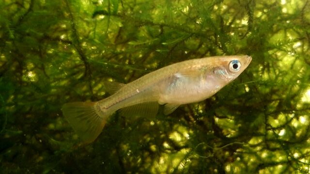 睡蓮鉢でのメダカの飼い方をホームセンター社員が紹介します おしゃれで軽いプラスチック製はどうでしょう ホームセンター社員の日常