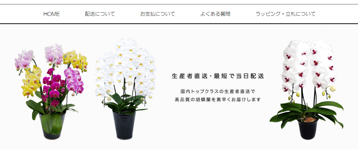 胡蝶蘭