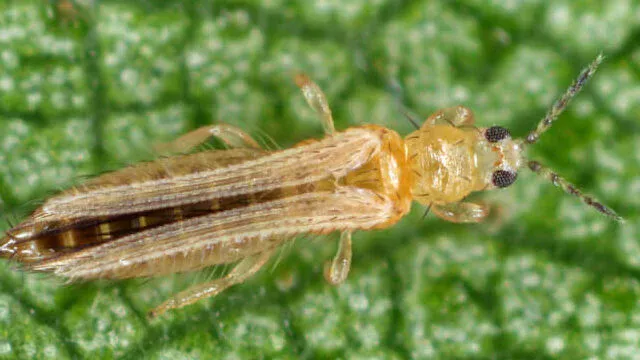 ネギアザミウマ